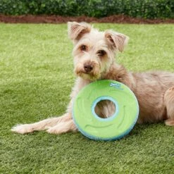 Chuckit! Zipflight Disc Dog Toy, Color Varies & Chuckit! Paraflight Dog Toy -Dog Supplies 1030662 PT4. AC SS1800 V1702598511