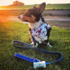 Pogi's Pet Supplies Poop Bags With 2 Dispensers 16 Pogi's Pet Supplies Poop Bags With 2 Dispensers -Dog Supplies 109993 PT6. AC SS1800 V1618000314