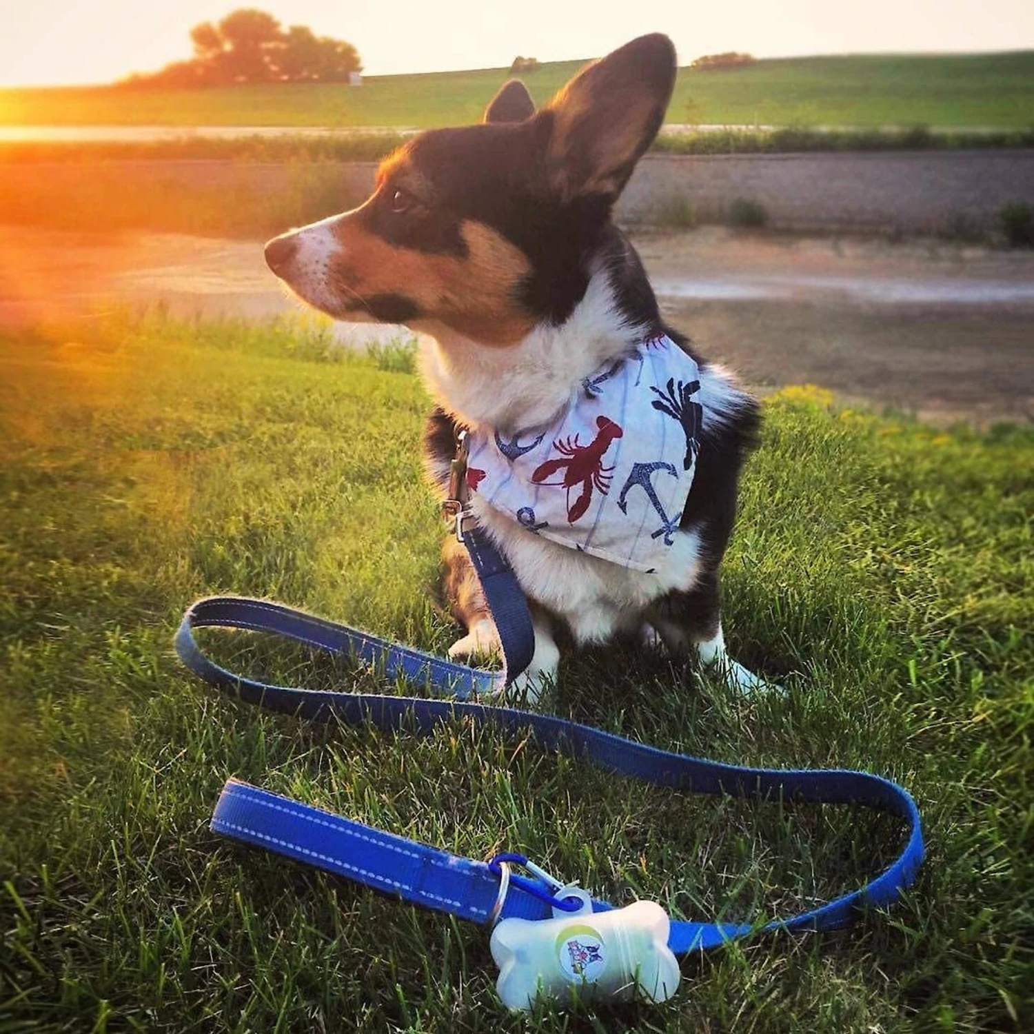 Pogi's Pet Supplies Poop Bags With 2 Dispensers 9 Pogi's Pet Supplies Poop Bags With 2 Dispensers - Image 7