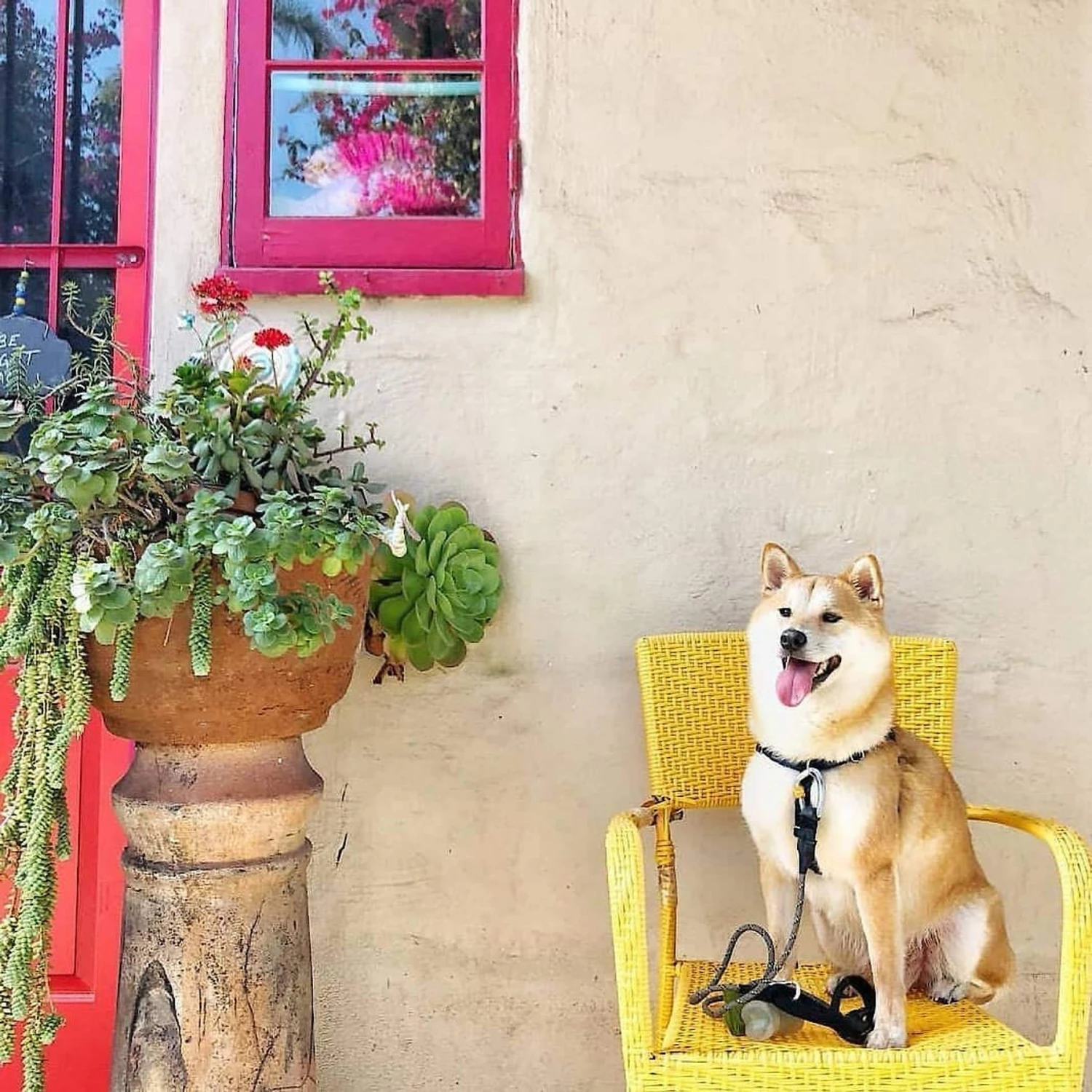 Pogi's Pet Supplies Poop Bags With 2 Dispensers 10 Pogi's Pet Supplies Poop Bags With 2 Dispensers - Image 8