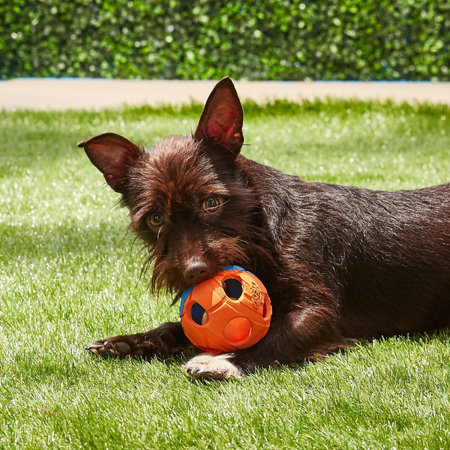 Nerf Dog Light Up Bash Ball Dog Toy, Medium 8 Nerf Dog Light Up Bash Ball Dog Toy, Medium - Image 6