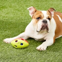 Nerf Dog Light Up Bash Football Dog Toy, Medium -Dog Supplies 121900 PT5. AC SS1800 V1531558349