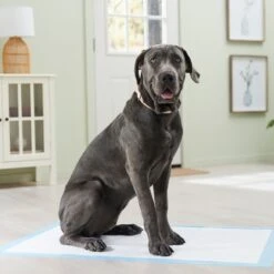 Frisco Premium Giant Dog Training & Potty Pads -Dog Supplies 152699 PT6. AC SS1800 V1674671620