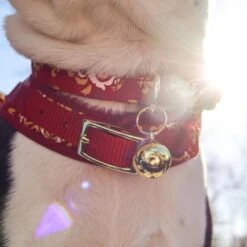 Coastal Pet Products Round Dog Bells -Dog Supplies 156065 PT2. AC SS1800 V1677960186