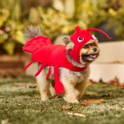 Frisco Red Lobster Dog & Cat Costume 16 Frisco Red Lobster Dog & Cat Costume -Dog Supplies 158723 PT6. AC SS1800 V1659023888