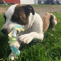 Smart Pet Love Snuggle Puppy Comfortable Beginnings New Puppy Starter Kit Puppy -Dog Supplies 160903 PT7. AC SS1800 V1667519002