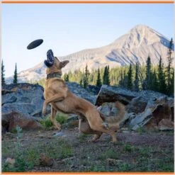 Monster K9 Dog Toys Indestructible Flying Disc Dog Toy -Dog Supplies 173928 PT3. AC SS1800 V1672947984