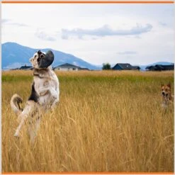 Monster K9 Dog Toys Indestructible Flying Disc Dog Toy -Dog Supplies 173928 PT4. AC SS1800 V1672948211