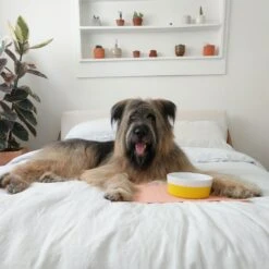 Dog Supplies -Dog Supplies 194630 PT1. AC SS1800 V1697761938