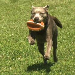 Nylabone Power Play Football Gripz Dog Toy -Dog Supplies 195430 PT6. AC SS1800 V1605661954