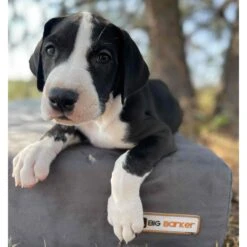 Big Barker 7" Sleek Orthopedic Pillow Dog Bed With Removable Cover -Dog Supplies 201653 PT3. AC SS1800 V1574697485