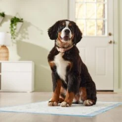 Frisco Premium Giant Printed Dog Training & Potty Pads, 27.5 X 44-in, Unscented -Dog Supplies 227472 PT6. AC SS1800 V1674663313