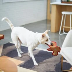 Frisco Holiday Gingerbread Man Flat Plush Squeaky Dog Toy 10 Frisco Holiday Gingerbread Man Flat Plush Squeaky Dog Toy -Dog Supplies 233241 PT2. AC SS1800 V1601311903