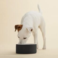 PAIKKA Cooling Ceramic Dog & Cat Bowl -Dog Supplies 234226 PT2. AC SS1800 V1627324877