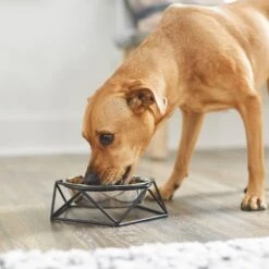 Frisco Elevated Stainless Steel Dog & Cat Bowl With Metal Stand -Dog Supplies 253055 PT2. AC SS1800 V1616594231