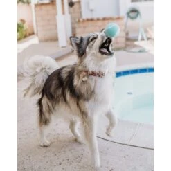 Playology Scented Squeaky Chew Ball Dog Toy 15 Playology Scented Squeaky Chew Ball Dog Toy -Dog Supplies 254272 PT6. AC SS1800 V1697755352