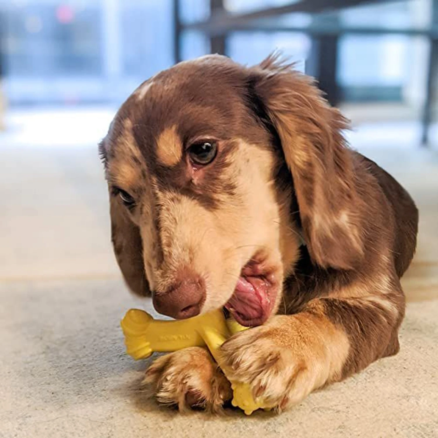 Nylabone Puppy Power Axis Bone Nylon Puppy Chew Toy Vanilla 4 Nylabone Puppy Power Axis Bone Nylon Puppy Chew Toy Vanilla - Image 2