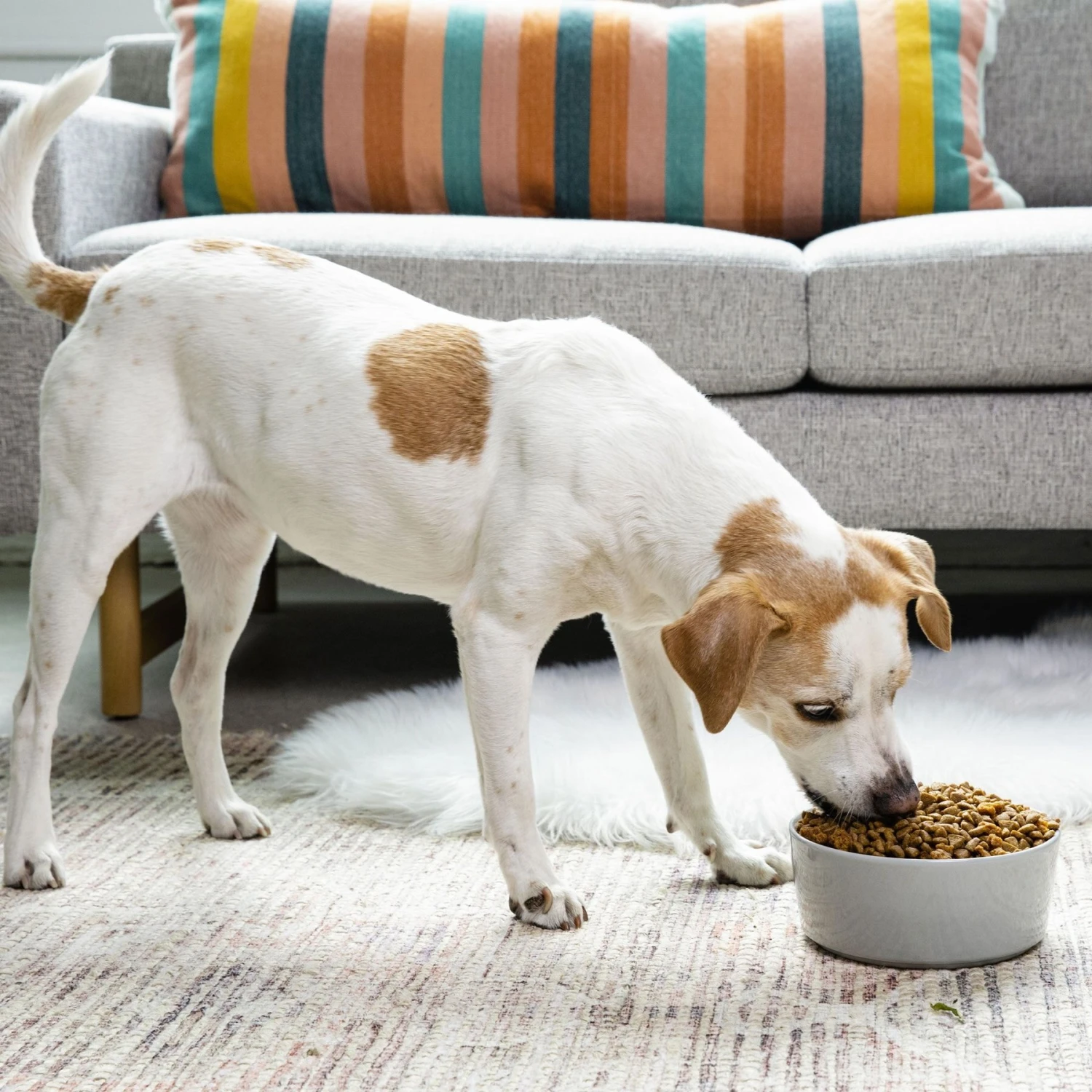 Waggo Simple Solid Ceramic Dog & Cat Bowl 6 Waggo Simple Solid Ceramic Dog & Cat Bowl - Image 4