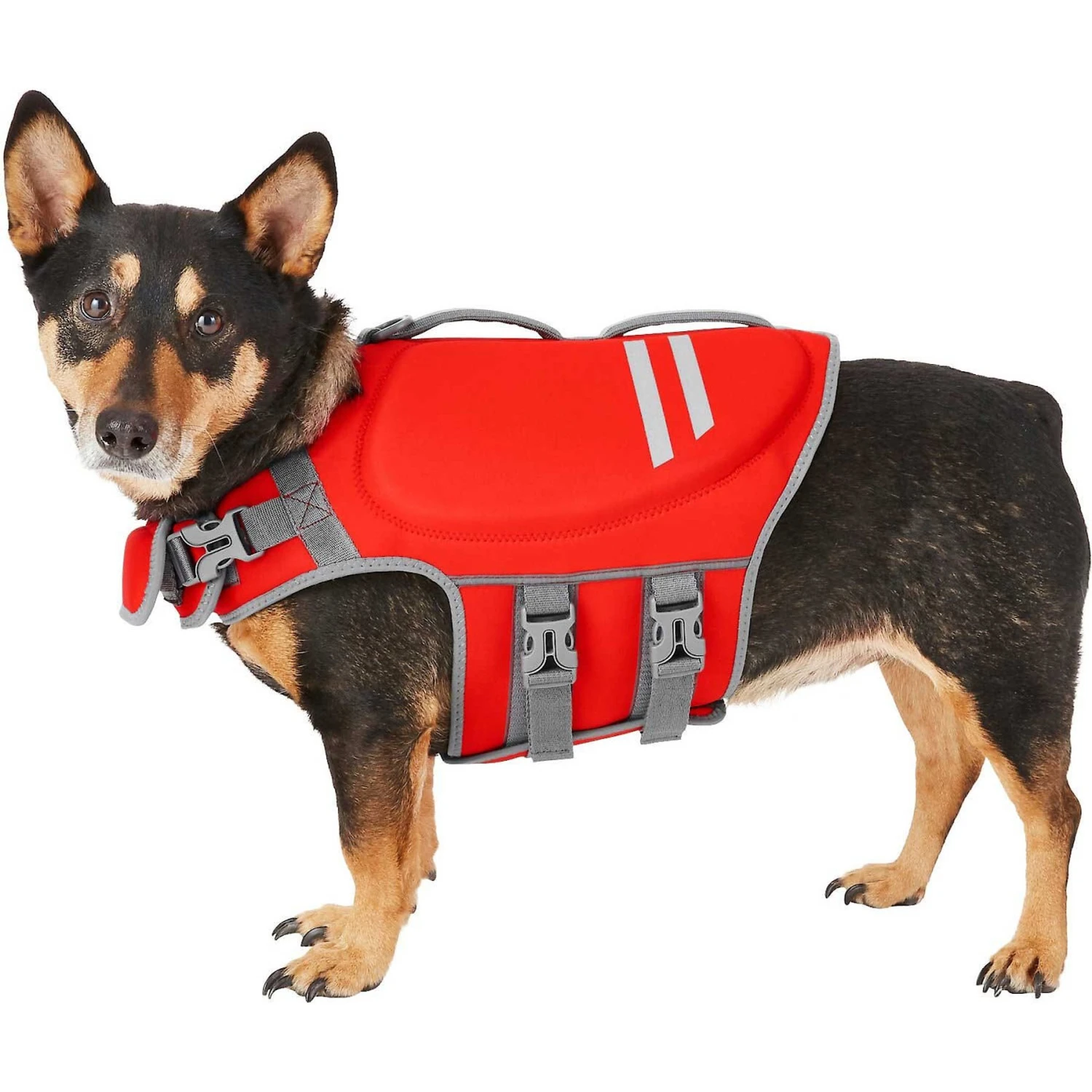Frisco Neoprene Dog Life Jacket & Frisco Foam Rubber Floating Fetch Ball No Squeak Dog Toy 4 Frisco Neoprene Dog Life Jacket & Frisco Foam Rubber Floating Fetch Ball No Squeak Dog Toy - Image 2