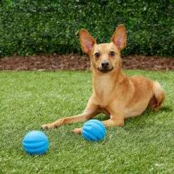 Frisco Neoprene Dog Life Jacket & Frisco Foam Rubber Floating Fetch Ball No Squeak Dog Toy 17 Frisco Neoprene Dog Life Jacket & Frisco Foam Rubber Floating Fetch Ball No Squeak Dog Toy -Dog Supplies 303480 PT7. AC SS1800 V1623064950