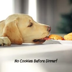 Pet Adobe Accordian Style 3-Panel Dog & Cat Gate -Dog Supplies 314955 PT4. AC SS1800 V1626392789