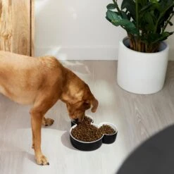 Disney Mickey Mouse Ceramic Dog & Cat Bowl -Dog Supplies 315360 PT2. AC SS1800 V1647283421