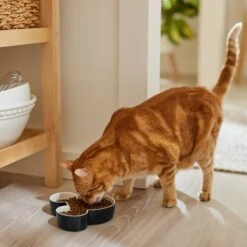 Disney Mickey Mouse Ceramic Dog & Cat Bowl -Dog Supplies 315360 PT3. AC SS1800 V1647283006