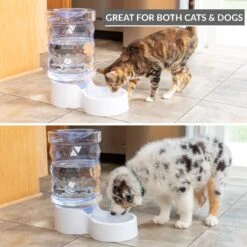 PetFusion H2O Gravity Dog & Cat Waterer -Dog Supplies 316743 PT2. AC SS1800 V1632182774