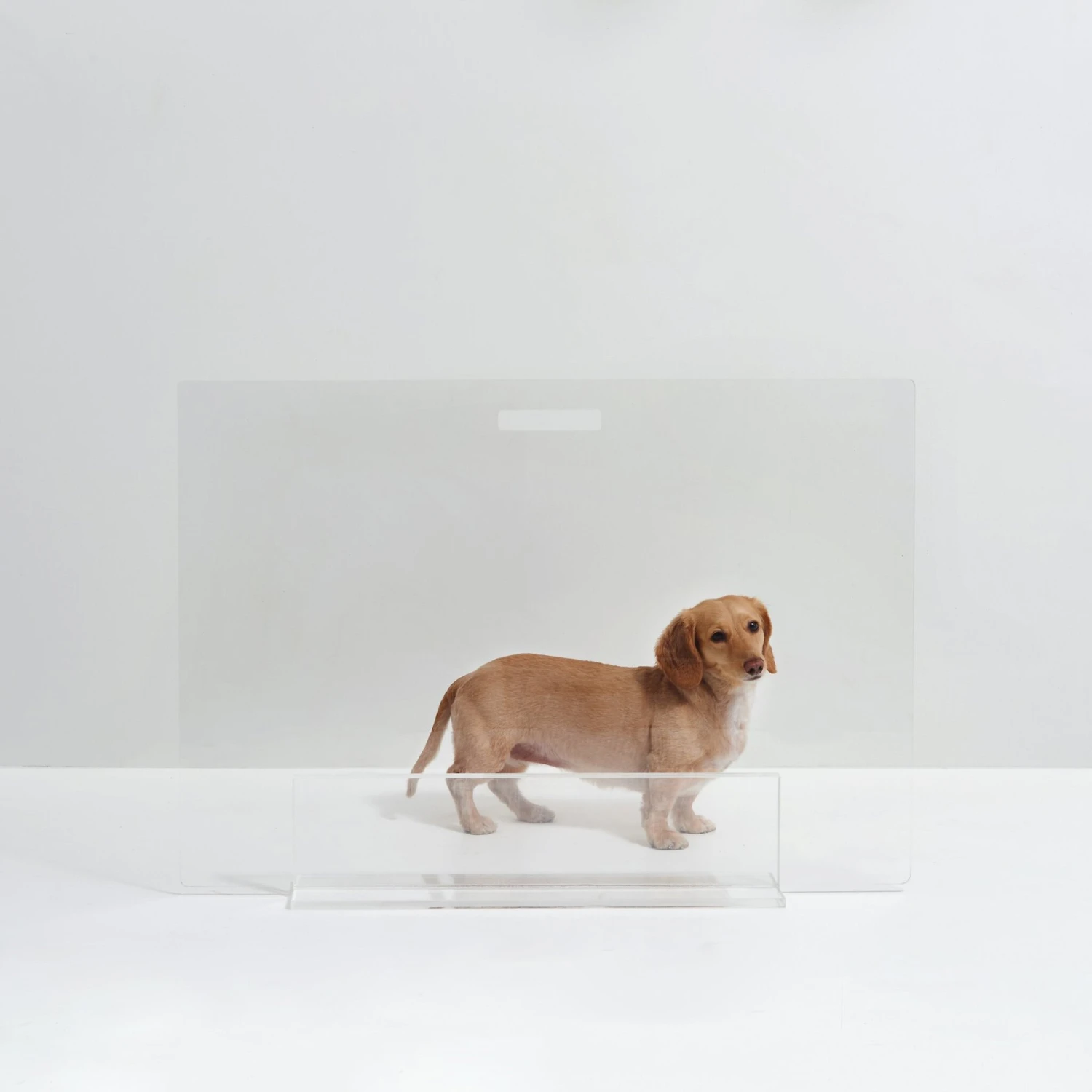 Hiddin Clear View Panel Freestanding Dog Gate 3 Hiddin Clear View Panel Freestanding Dog Gate