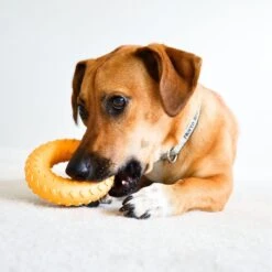 Frisco Cow Plush Squeaky Dog Toy & Playology Scented Dual Layer Ring Dog Toy -Dog Supplies 319488 PT8. AC SS1800 V1630625808