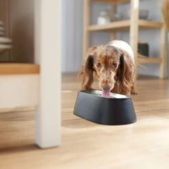 Frisco Long Eared Breed Stainless Steel Dog Bowl, Black, 2 Cup -Dog Supplies 331530 PT2. AC SS1800 V1657656874