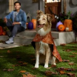 Frisco Spider Webbed Dog & Cat Costume Cape 12 Frisco Spider Webbed Dog & Cat Costume Cape -Dog Supplies 334972 PT6. AC SS1800 V1657729812