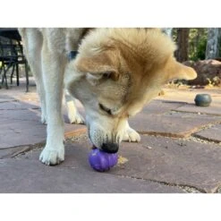 SodaPup Cross Bones Treat Pocket Dog Toy 17 SodaPup Cross Bones Treat Pocket Dog Toy -Dog Supplies 346959 PT7. AC SS1800 V1638312499