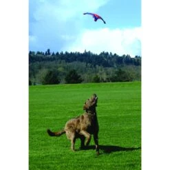 Chuckit! Flying Squirrel Dog Toy, Color Varies -Dog Supplies 53222 PT2. AC SS1800 V1602325859