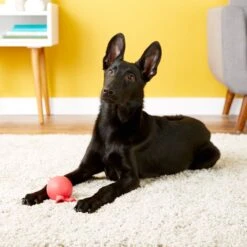 JW Pet Bad Cuz Dog Toy, Color Varies -Dog Supplies 53322 PT2. AC SS1800 V1531445857