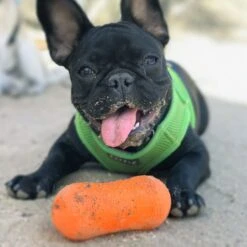 Ruff Dawg Peanut Treat Dispenser Dog Toy, Color Varies 9 Ruff Dawg Peanut Treat Dispenser Dog Toy, Color Varies -Dog Supplies 53810 PT2. AC SS1800 V1602300361