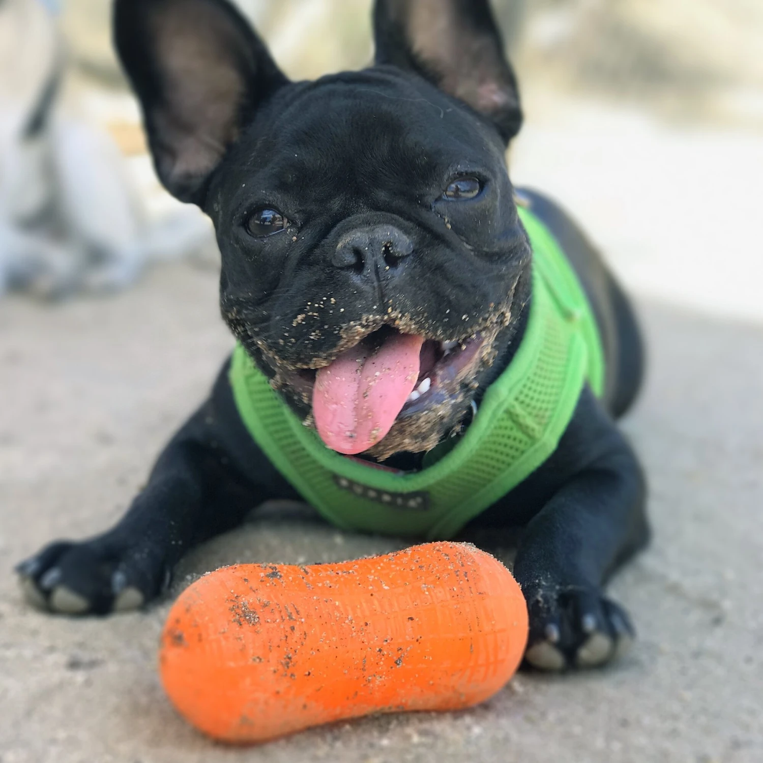 Ruff Dawg Peanut Treat Dispenser Dog Toy, Color Varies 5 Ruff Dawg Peanut Treat Dispenser Dog Toy, Color Varies - Image 3