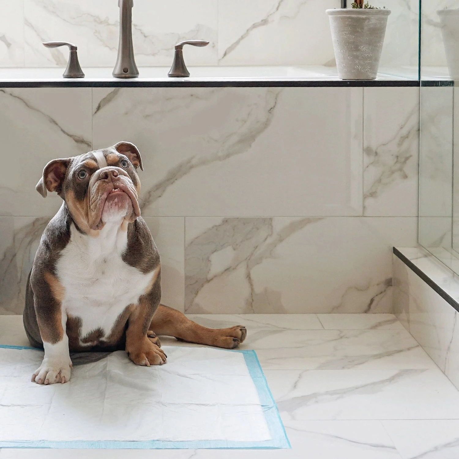 Four Paws Wee-Wee Disposable Dog Diapers & Four Paws Wee-Wee Superior Performance Dog Pee Pads 11 Four Paws Wee-Wee Disposable Dog Diapers & Four Paws Wee-Wee Superior Performance Dog Pee Pads - Image 9