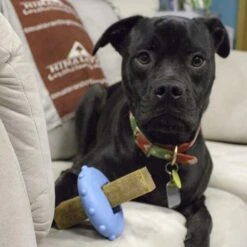 Himalayan Pet Supply Bonehead Chew Guardian Chew Smarter & Longer Dog Toy 17 Himalayan Pet Supply Bonehead Chew Guardian Chew Smarter & Longer Dog Toy -Dog Supplies 641086 PT7. AC SS1800 V1665603835