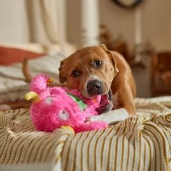 Frisco Halloween Zany Monster Muscle Plush Squeaky Dog Toy -Dog Supplies 668166 PT3. AC SS1800 V1689271301