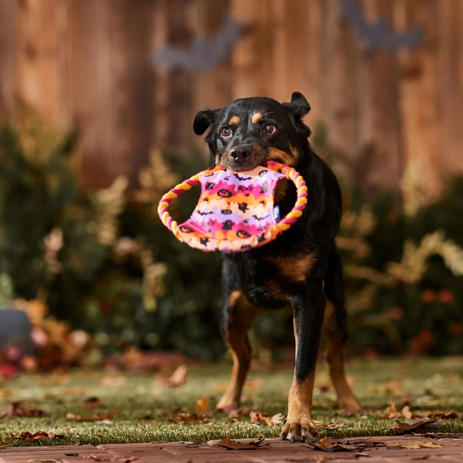 Frisco Halloween Ghost Swirl Fetch Flyer Dog Toy 5 Frisco Halloween Ghost Swirl Fetch Flyer Dog Toy - Image 3