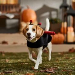 Frisco Glittered Ladybug Dog & Cat Costume 18 Frisco Glittered Ladybug Dog & Cat Costume -Dog Supplies 708254 PT7. AC SS1800 V1689354959