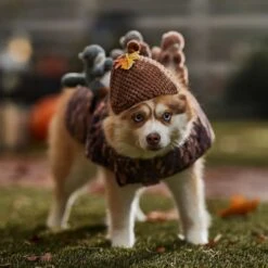 Frisco Squirrels & Nuts Ride-On Dog & Cat Costume -Dog Supplies 709422 PT7. AC SS1800 V1689270909