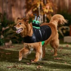 Frisco Witch Cauldron Ride-On Dog & Cat Costume 16 Frisco Witch Cauldron Ride-On Dog & Cat Costume -Dog Supplies 709494 PT7. AC SS1800 V1689278783