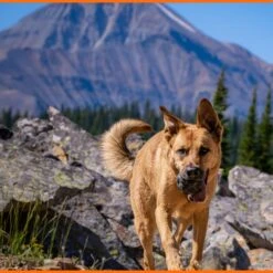 Monster K9 Dog Toys Ultra Durable Tumbler Interactive Dog Toy, Black -Dog Supplies 711342 PT3. AC SS1800 V1668809679