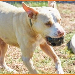 Monster K9 Dog Toys Ultra Durable Tumbler Interactive Dog Toy, Black -Dog Supplies 711342 PT5. AC SS1800 V1668809679