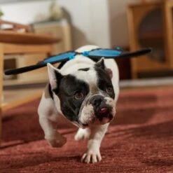 Frisco Magical Butterfly Wings Dog & Cat Costume Accessory -Dog Supplies 713062 PT7. AC SS1800 V1689354962