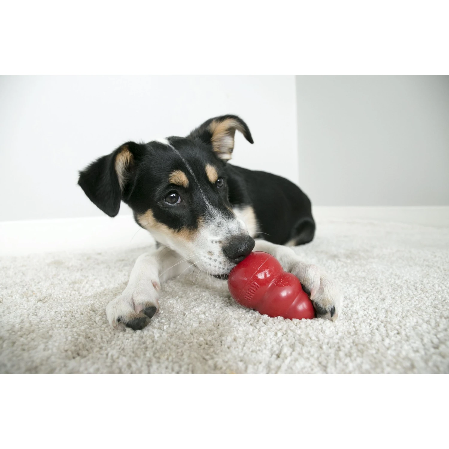 MidWest ICrate Fold & Carry Double Door Collapsible Wire Dog Crate & KONG Classic Dog Toy 11 MidWest ICrate Fold & Carry Double Door Collapsible Wire Dog Crate & KONG Classic Dog Toy - Image 9