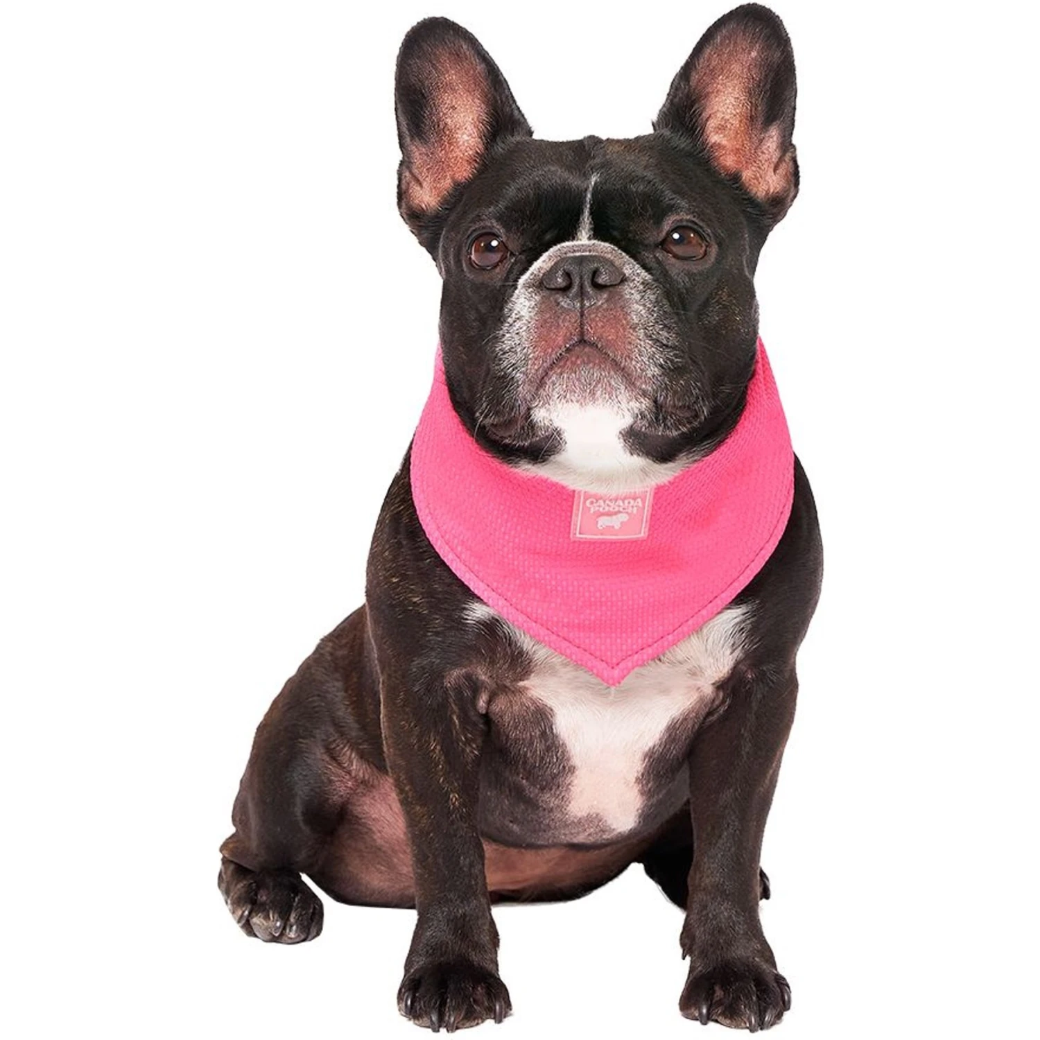 Canada Pooch Chill Seeker Cooling Dog Bandana 4 Canada Pooch Chill Seeker Cooling Dog Bandana - Image 2