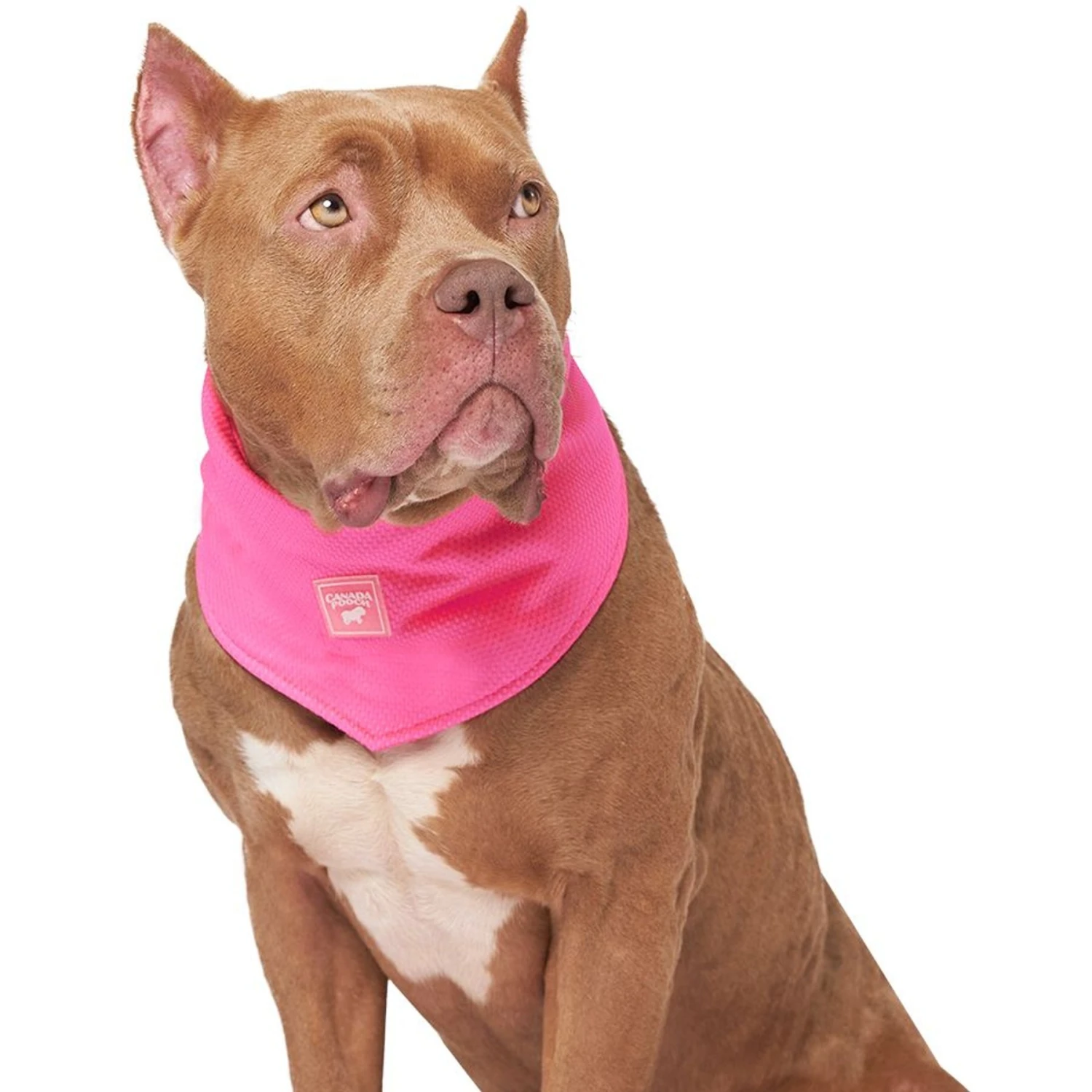 Canada Pooch Chill Seeker Cooling Dog Bandana 5 Canada Pooch Chill Seeker Cooling Dog Bandana - Image 3